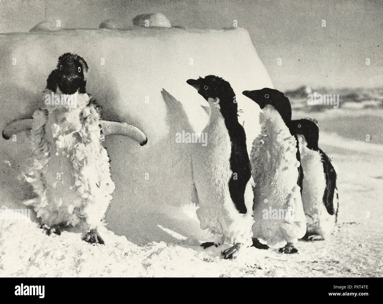 Three lone stray penguins find a lost brother after a blizzard. THe molting season converts the young into the most grotesque caricatures imaginable, circa 1910 Stock Photo
