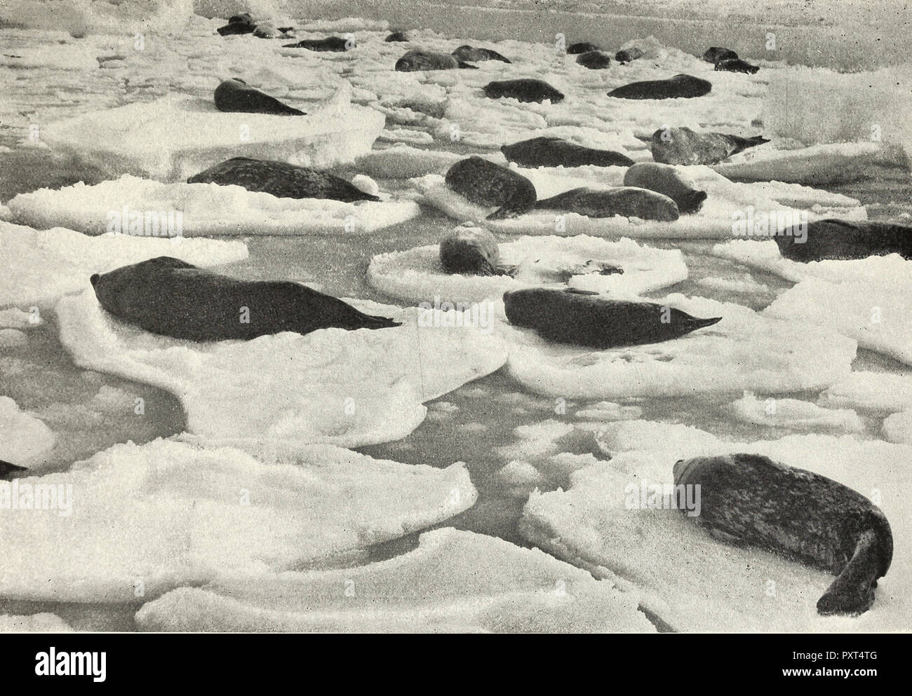 A Mid-summer scene in the Boat Harbour, Main Base. Weddell seals basking on 'Pancake' Floes, circa 1910 Stock Photo