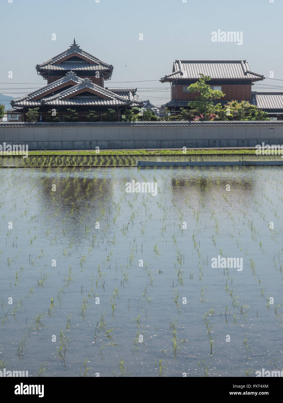 Rice seedlings in fooded field, houses, gleam of grey tile roofs, power cables linking, sunny day, contemporary rural landscape, Sanuki, Kagawa, Japan Stock Photo