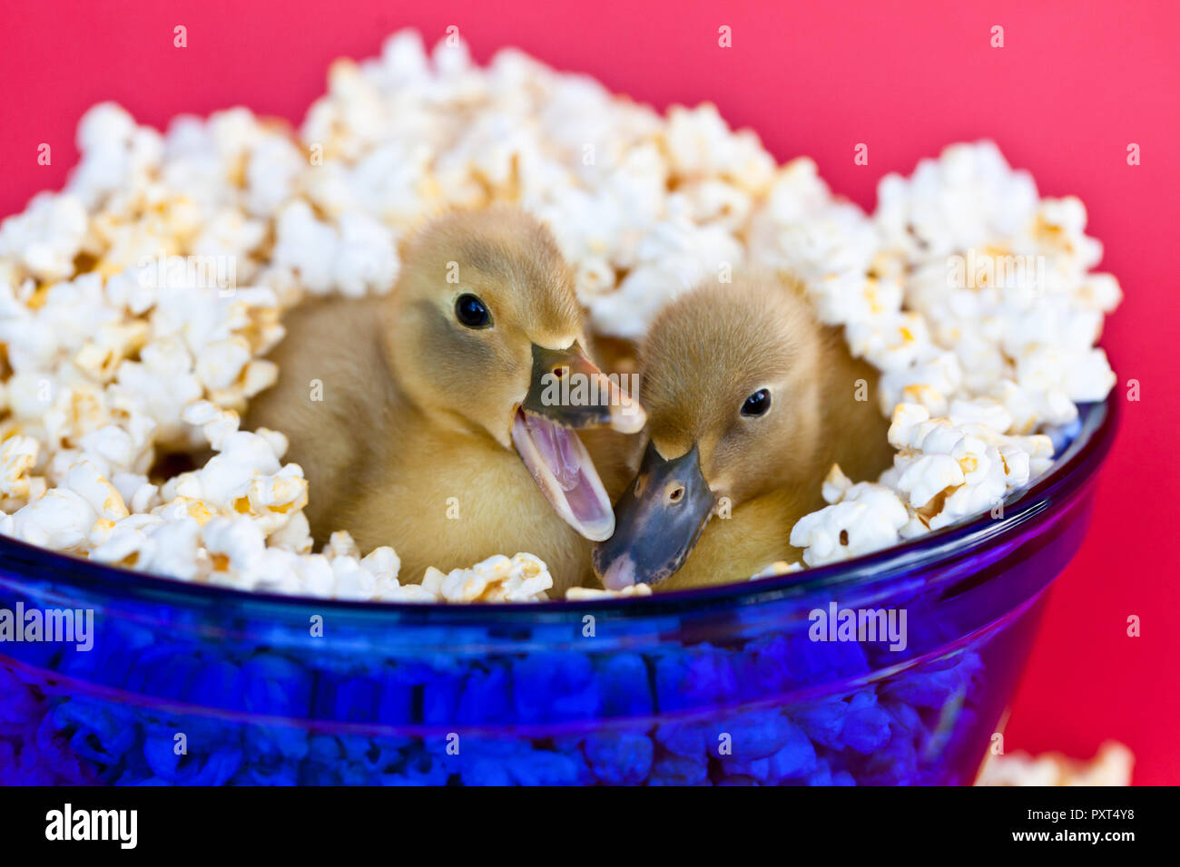 Two cute baby ducklings nestled in a blue bowl of popcorn with one quacking Stock Photo