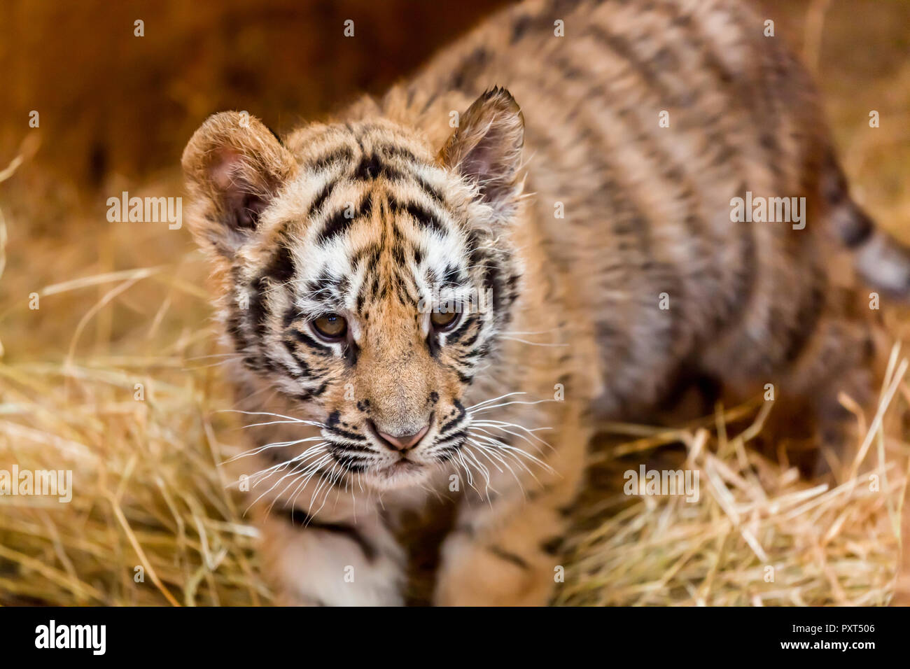 A baby tiger walking through hay looking very intent at its prey Stock Photo