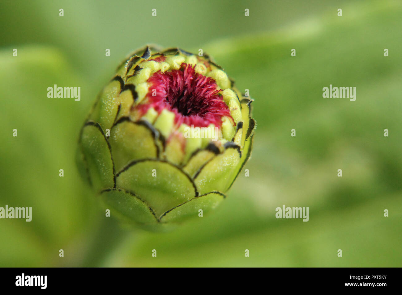 Spring Bud Single Adventure season springtime start hi-res stock photography and images ...