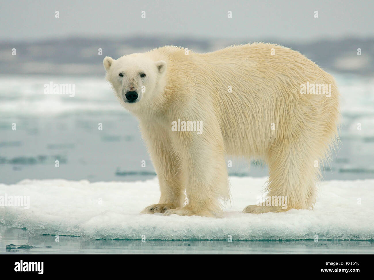 Polar bear (Ursus maritimus) standing on ice floe, Svalbard, Norwegian Arctic, Norway Stock Photo