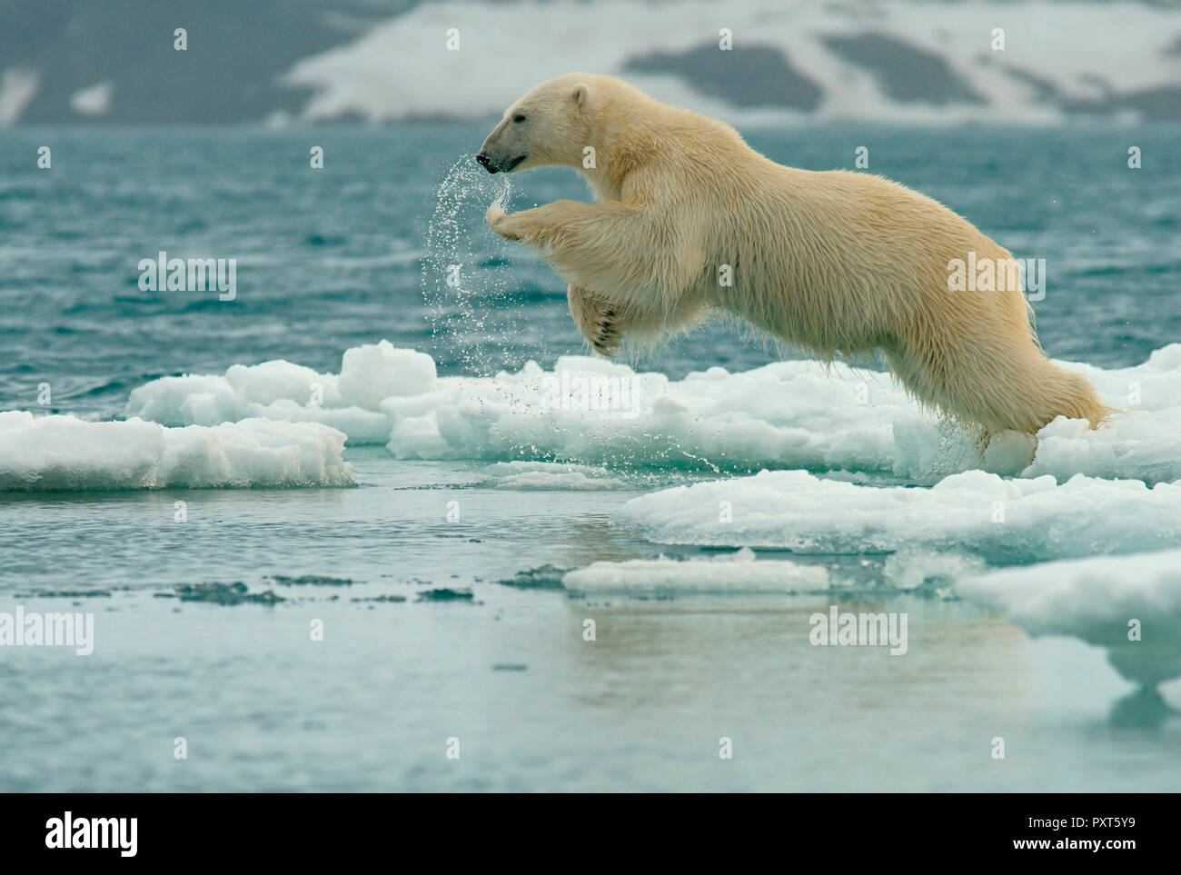 Polar Bear Jump Stock Photos & Polar Bear Jump Stock Images Alamy