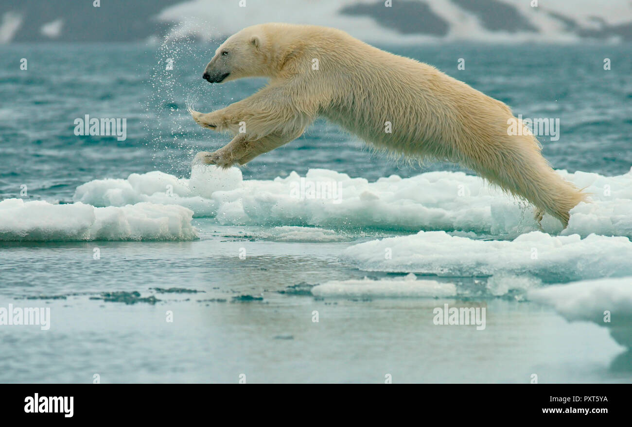 Polar bear (Ursus maritimus) jumps over ice floes, in jump, Svalbard, Norwegian Arctic, Norway Stock Photo