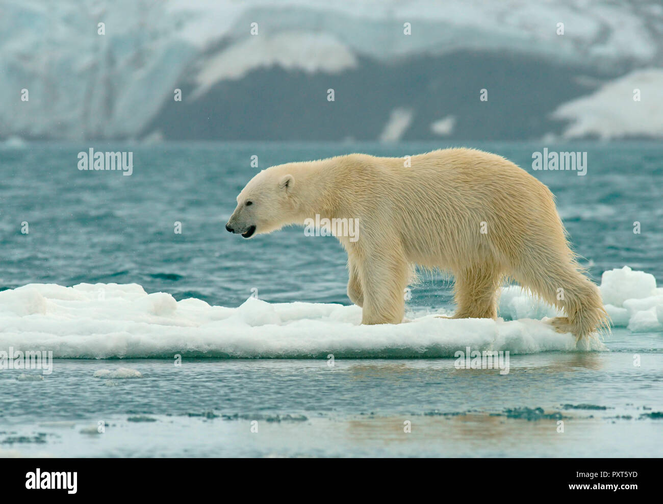 Polar bear (Ursus maritimus) runs over ice floes, Svalbard, Norwegian Arctic, Norway Stock Photo