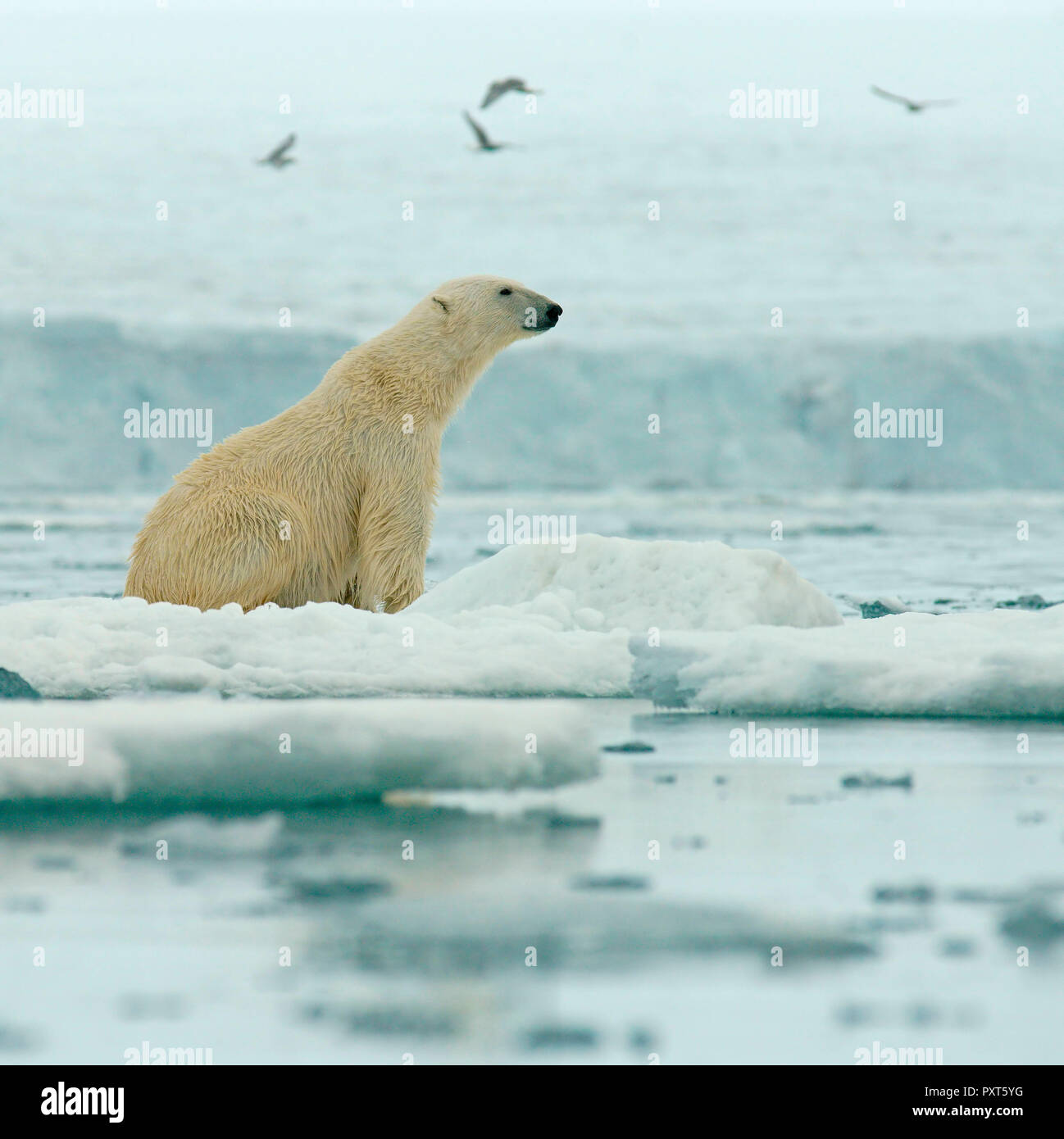 Polar bear (Ursus maritimus) sits on ice floe, Svalbard, Norwegian Arctic, Norway Stock Photo