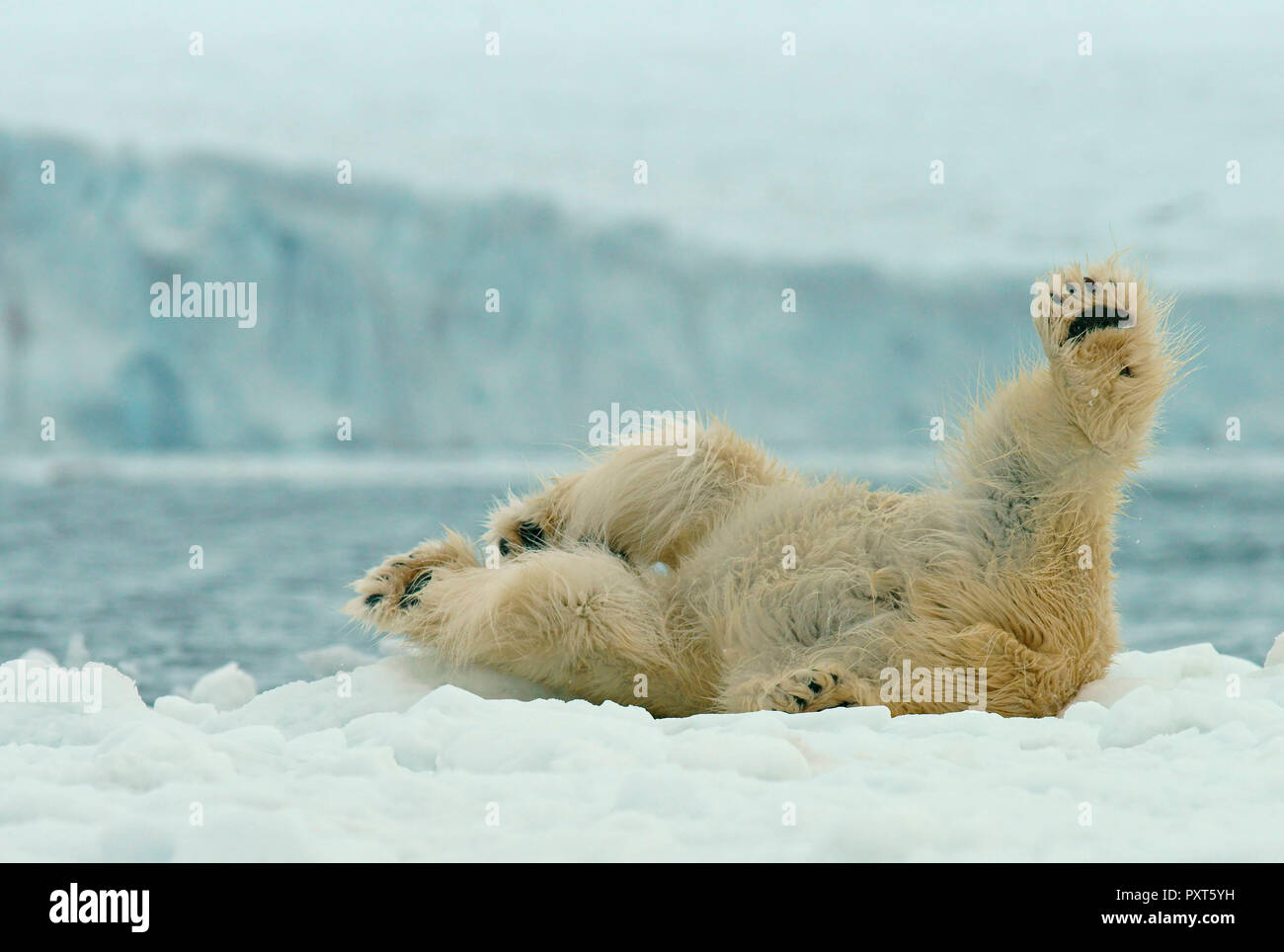 Polar bear (Ursus maritimus) rolling in the snow, Svalbard, Norwegian Arctic, Norway Stock Photo