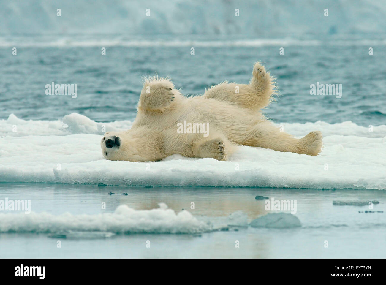 Polar bear (Ursus maritimus) rolling in the snow on ice floe, Svalbard, Norwegian Arctic, Norway Stock Photo