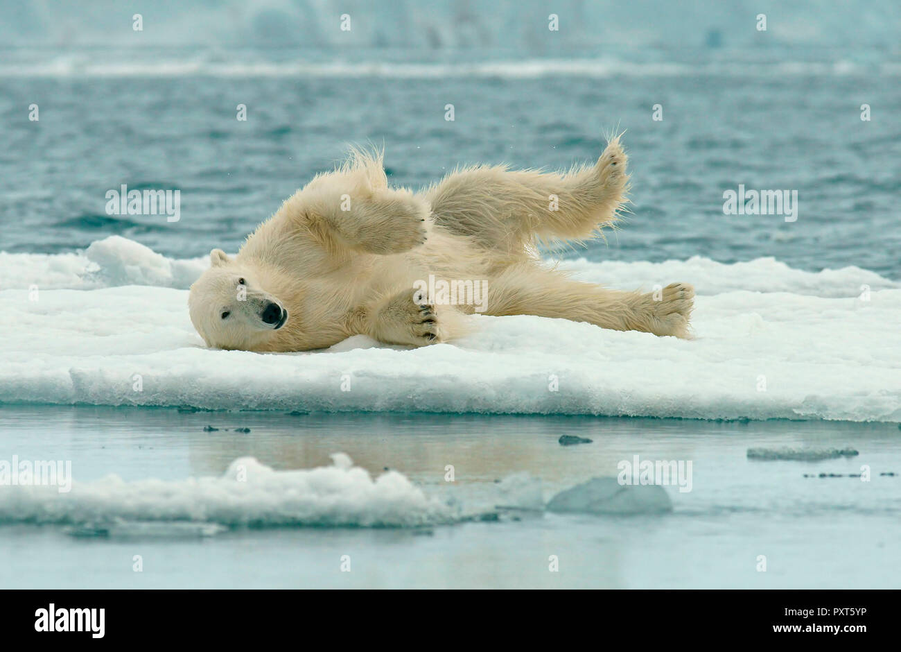 Polar bear (Ursus maritimus) rolling in the snow on ice floe, Svalbard, Norwegian Arctic, Norway Stock Photo