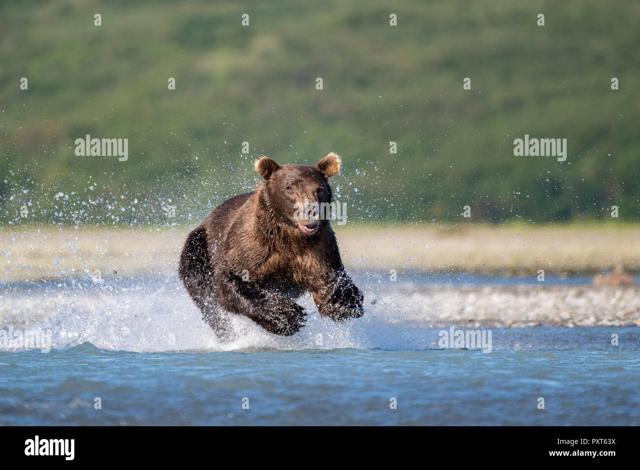 Brown bear (Ursus Arctos) runs in water, hunting, Katmai National Park, Alaska, USA Stock Photo
