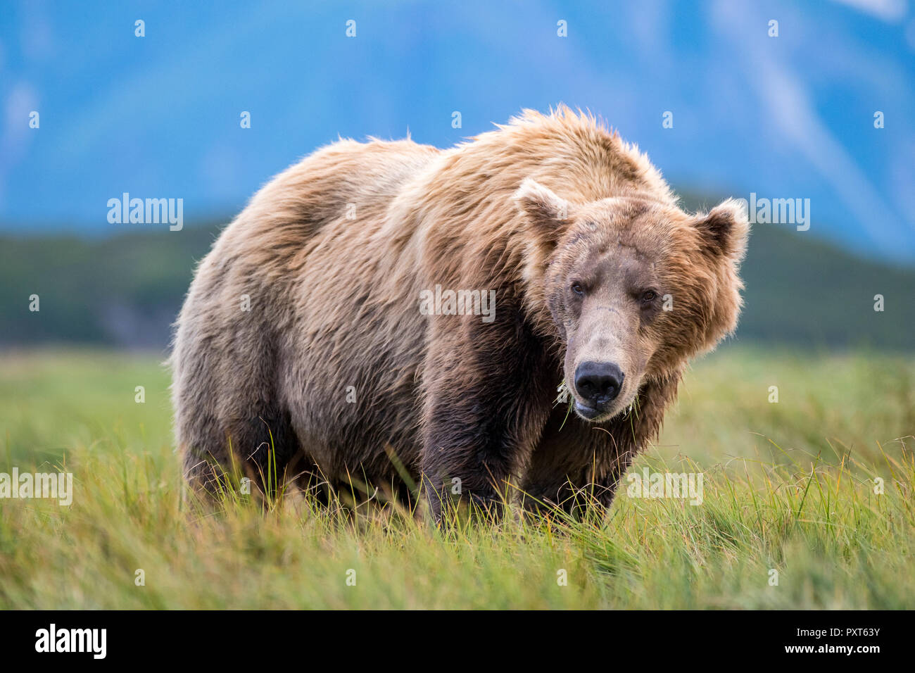 Brown bear (Ursus Arctos) standing in meadow, Katmai National Park, Alaska, USA Stock Photo