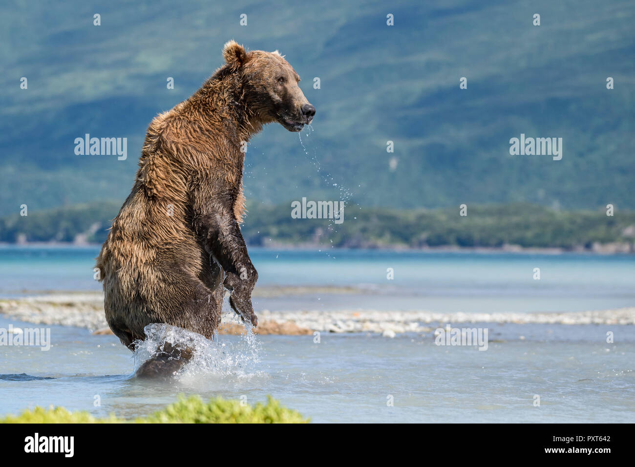 Brown bear (Ursus Arctos), standing upright in the water, Katmai National Park, Alaska, USA Stock Photo