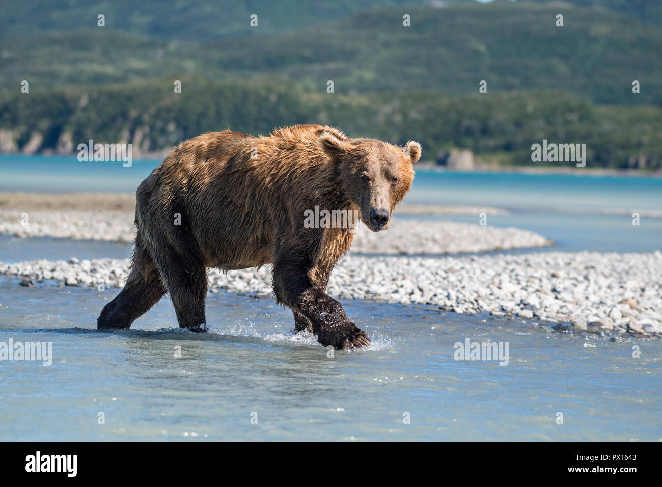 Brown bear (Ursus Arctos) runs in water, Katmai National Park, Alaska, USA Stock Photo