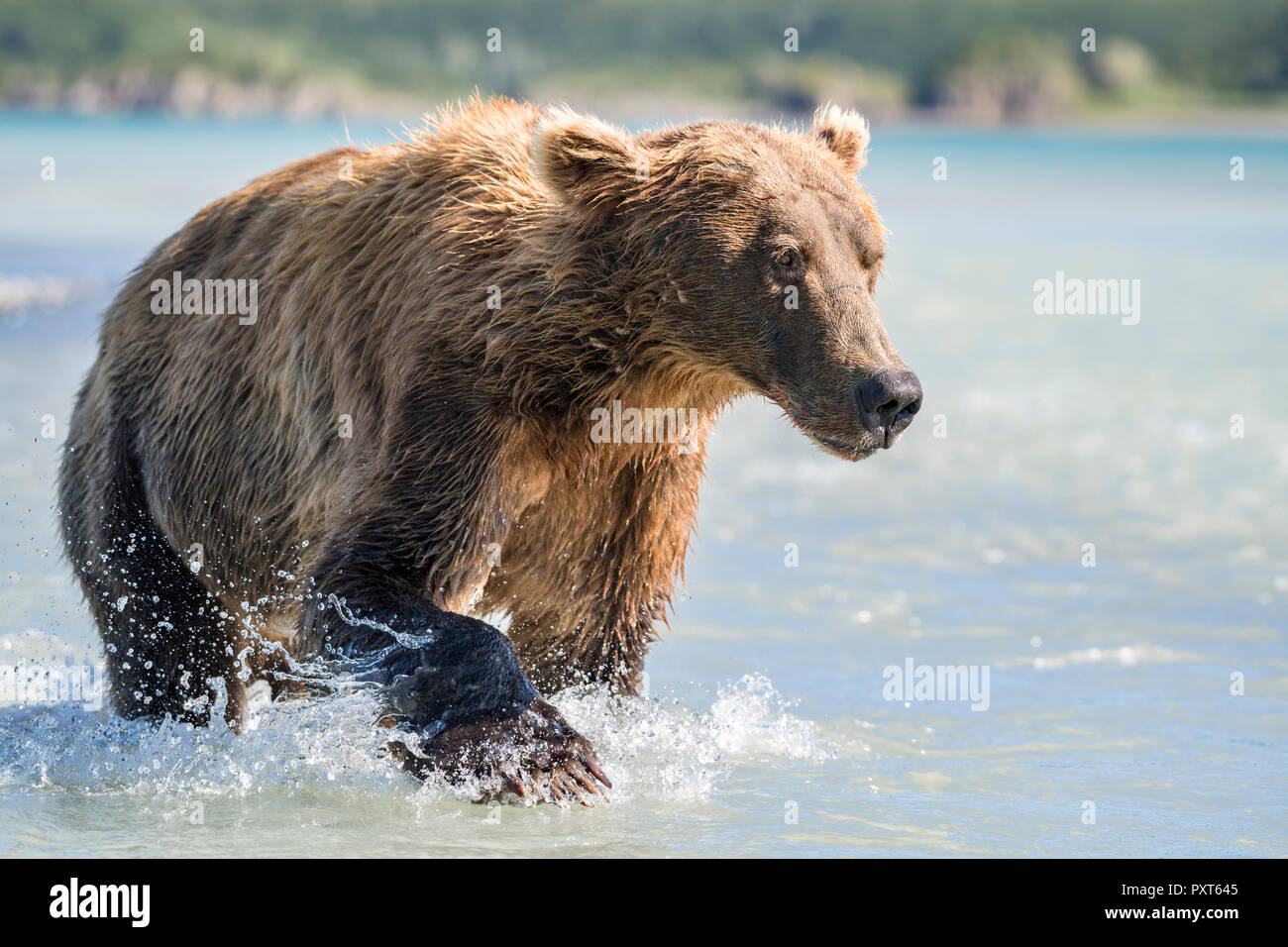Brown bear (Ursus Arctos) runs in water, Katmai National Park, Alaska, USA Stock Photo