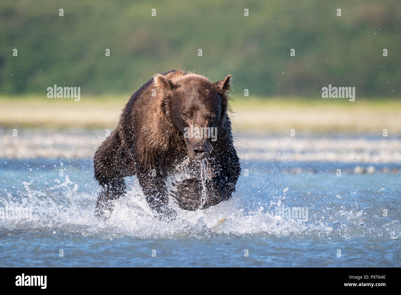 Brown bear (Ursus Arctos) runs in water, hunting, salmon fishing, Katmai National Park, Alaska, USA Stock Photo