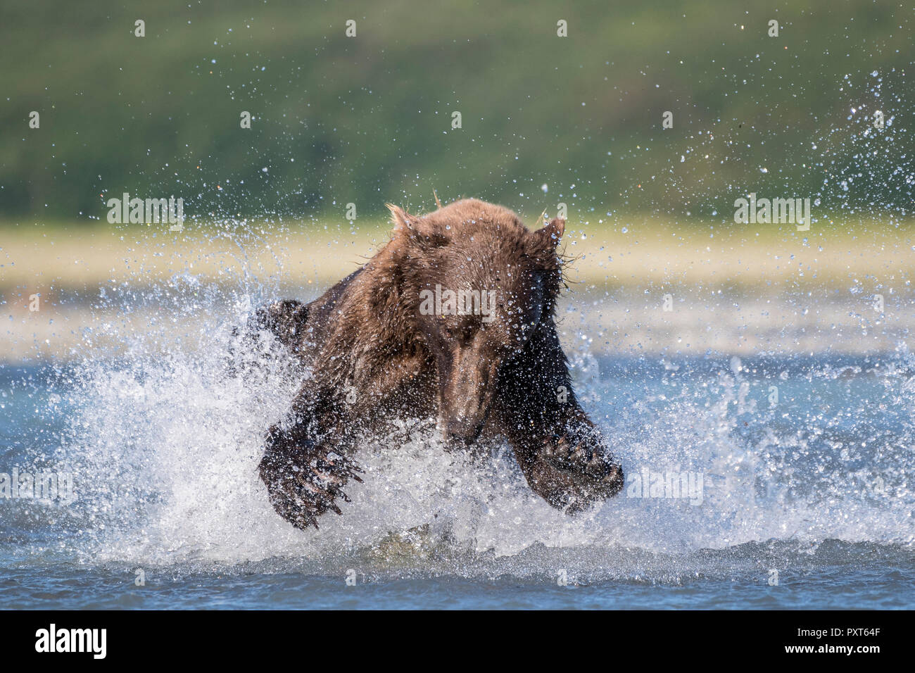 Brown bear (Ursus Arctos) runs in water, hunting, salmon fishing, Katmai National Park, Alaska, USA Stock Photo