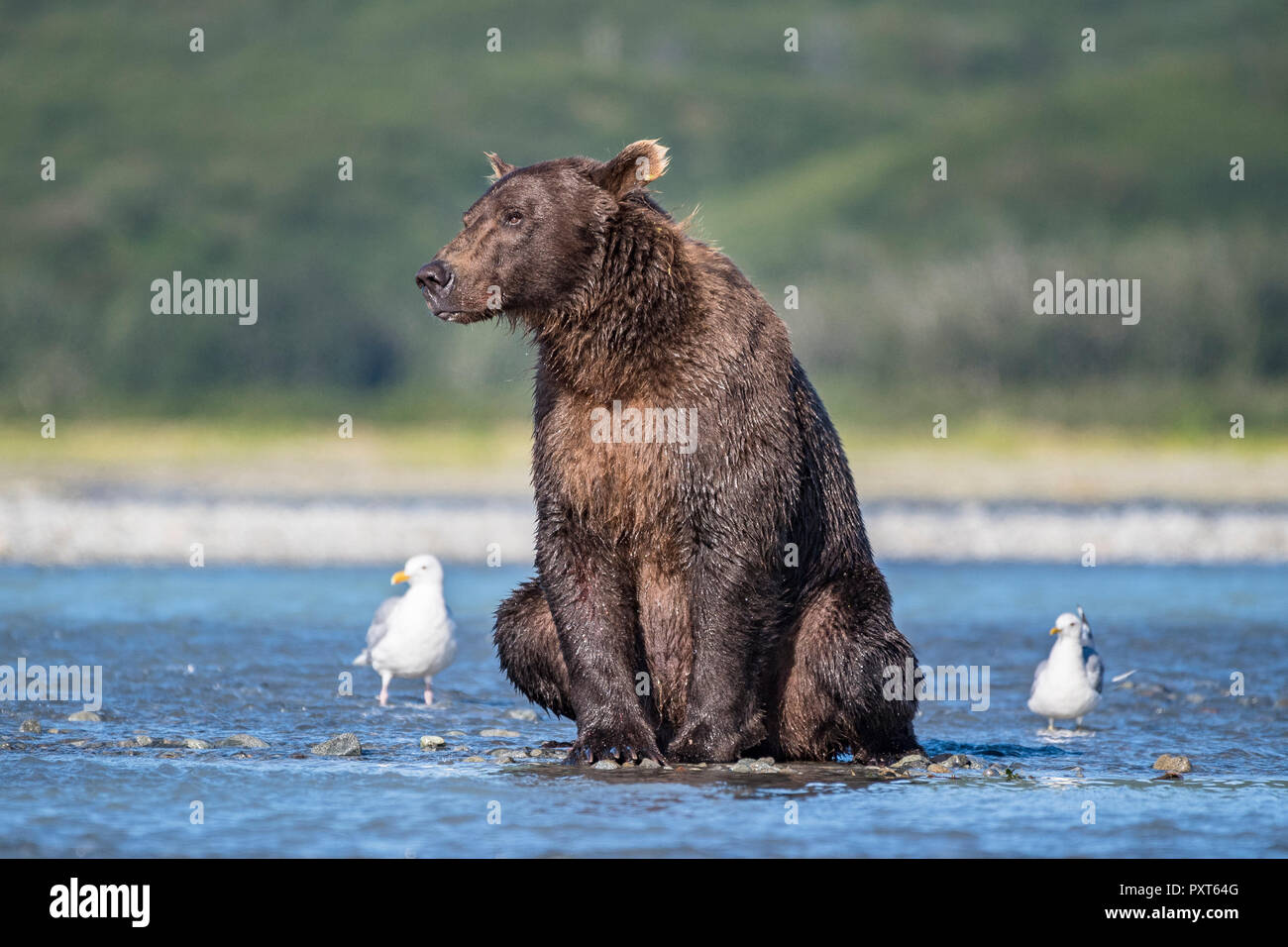 Brown bear (Ursus Arctos) sitting in the river, Katmai National Park, Alaska, USA Stock Photo