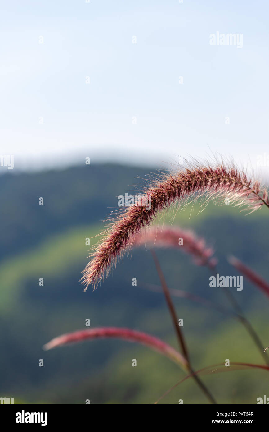 Detailed outdoor color macro of a single isolated chinese pennisetum/chinese fountaing/dwarf fountain/foxtail fountain/ swamp foxtail grass Stock Photo