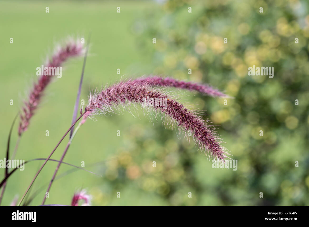 Natural outdoor color macro of a single isolated chinese pennisetum/chinese fountaing/dwarf fountain/foxtail fountain/ swamp foxtail grass Stock Photo