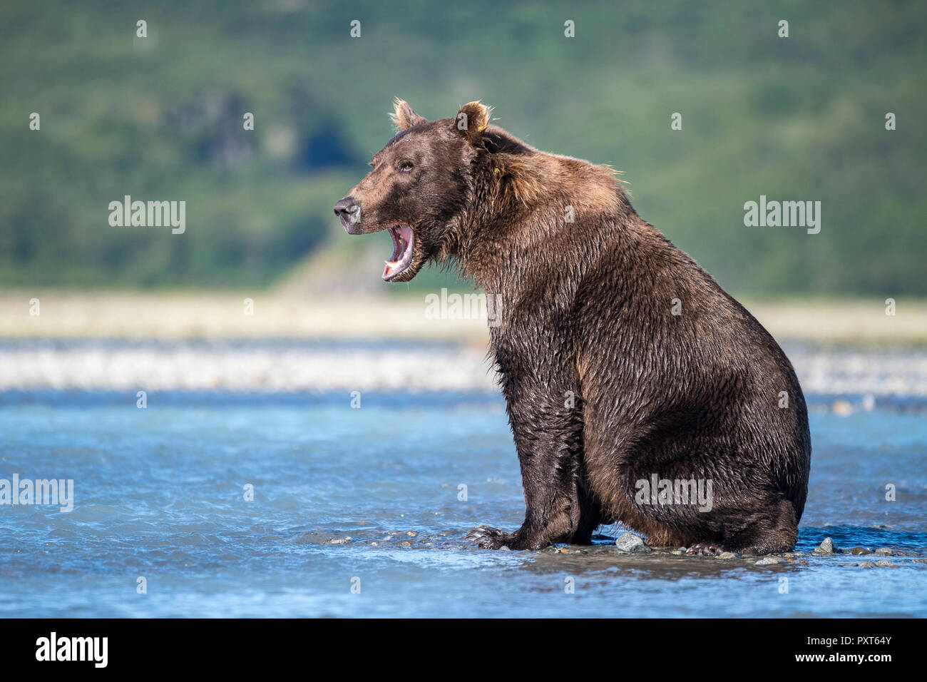 Brown bear (Ursus Arctos) yawning in the river, Katmai National Park, Alaska, USA Stock Photo