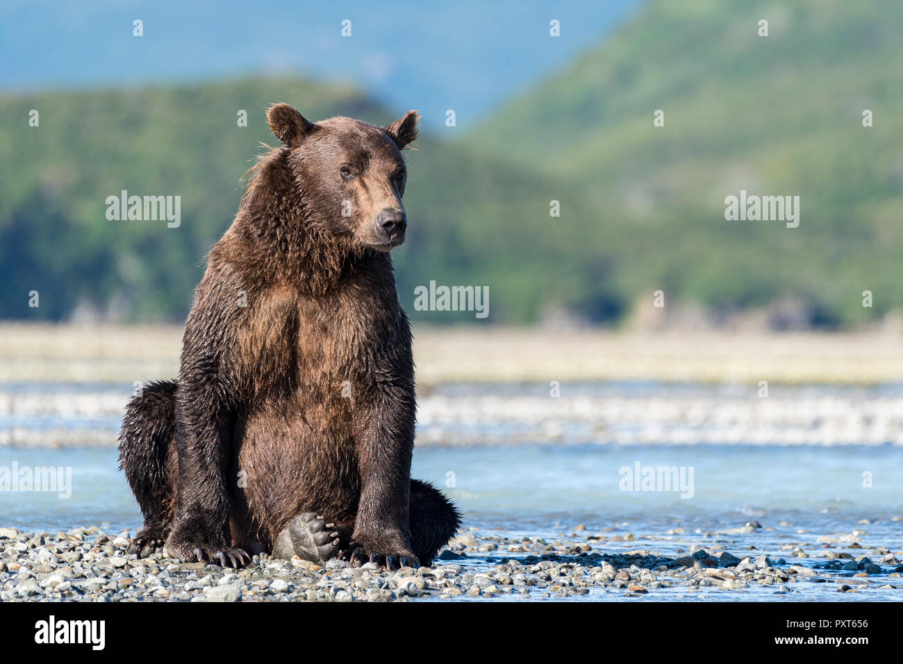 Brown bear (Ursus Arctos) sitting, Katmai National Park, Alaska, USA Stock Photo