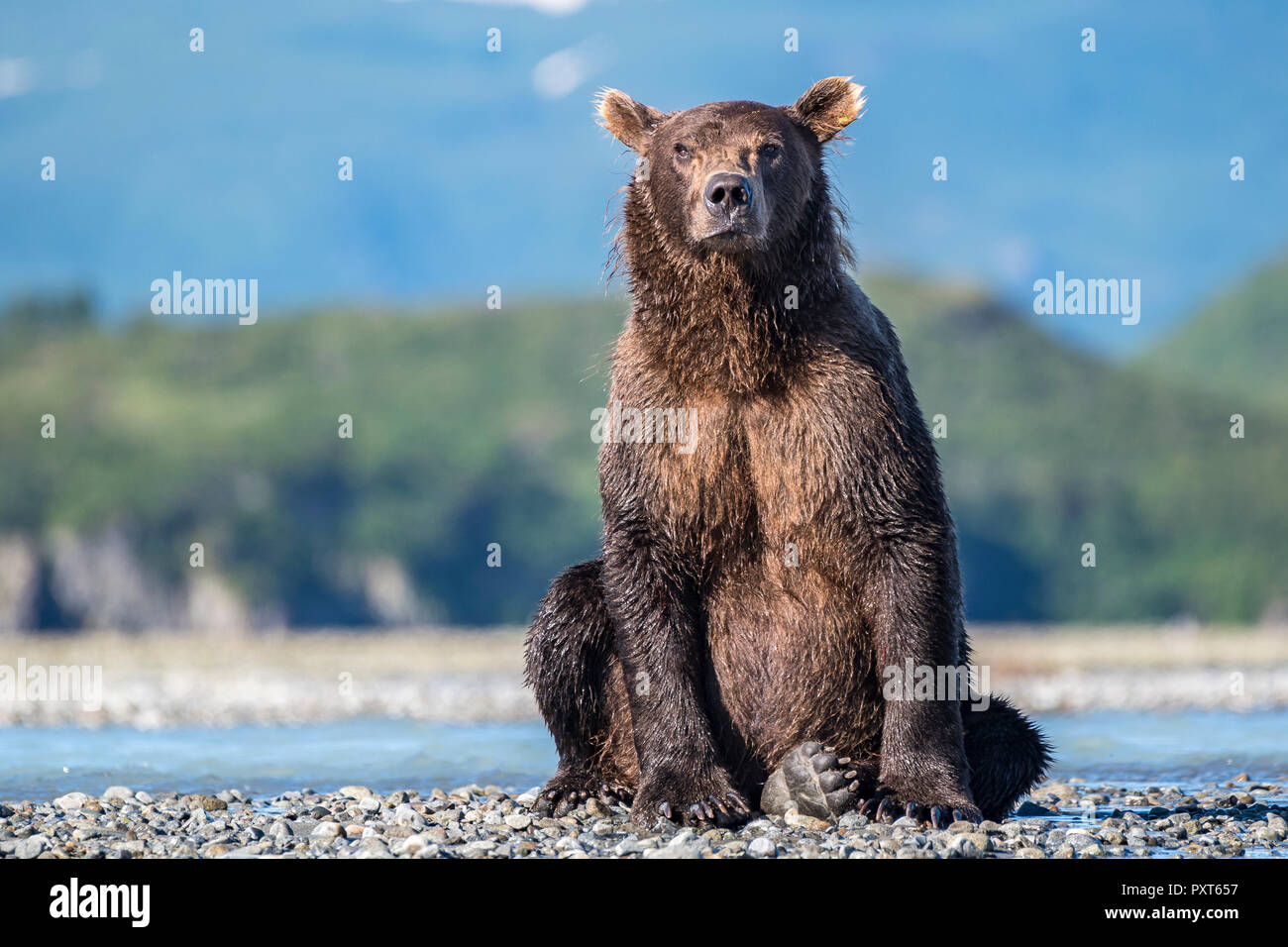 Brown bear (Ursus Arctos) sitting, Katmai National Park, Alaska, USA Stock Photo