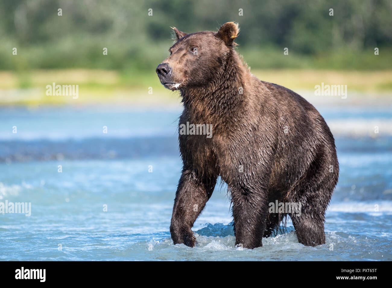 Brown bear (Ursus Arctos) standing in the river, Katmai National Park, Alaska, USA Stock Photo