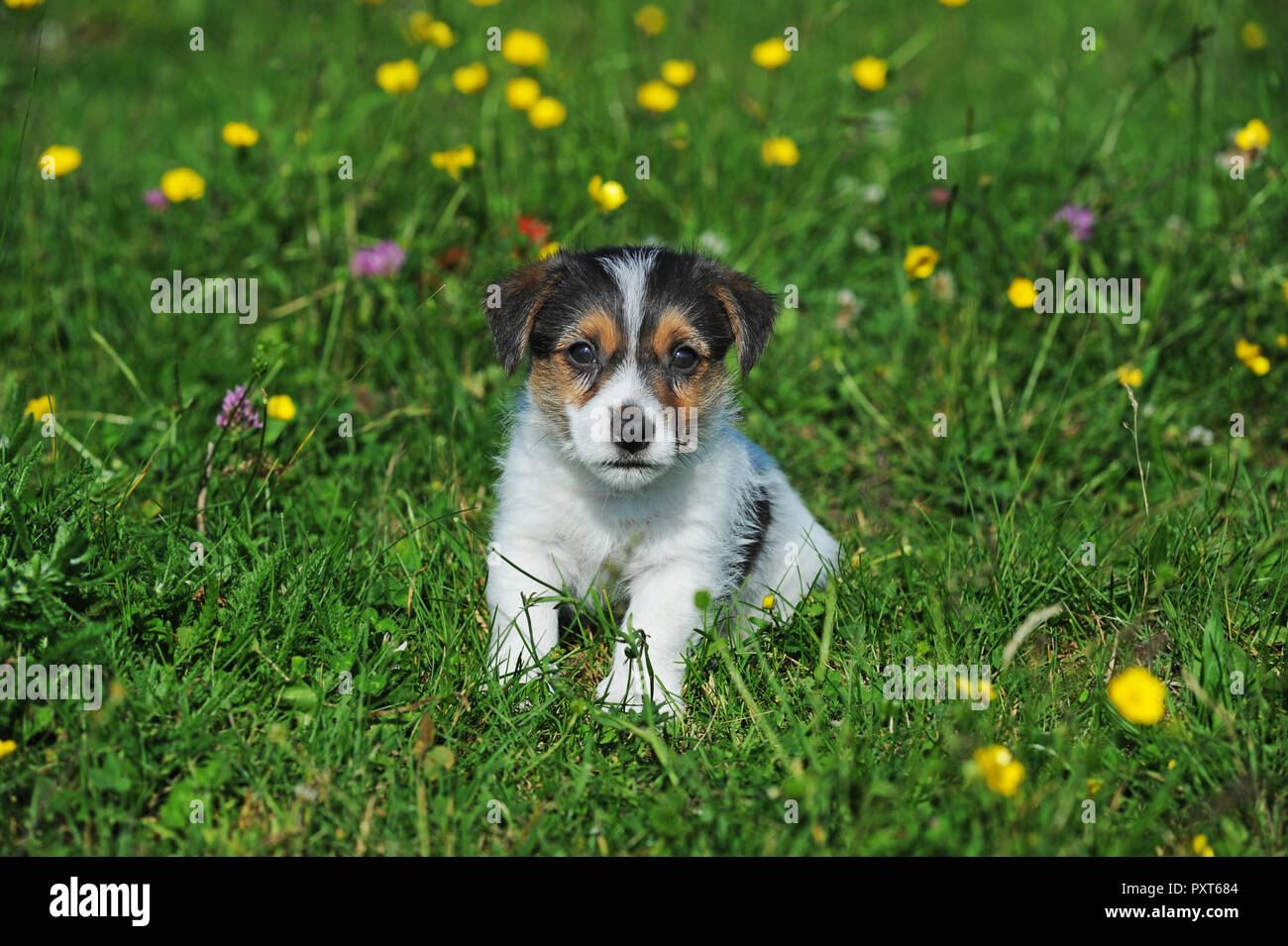 Can You Sell A Puppy At 7 Weeks