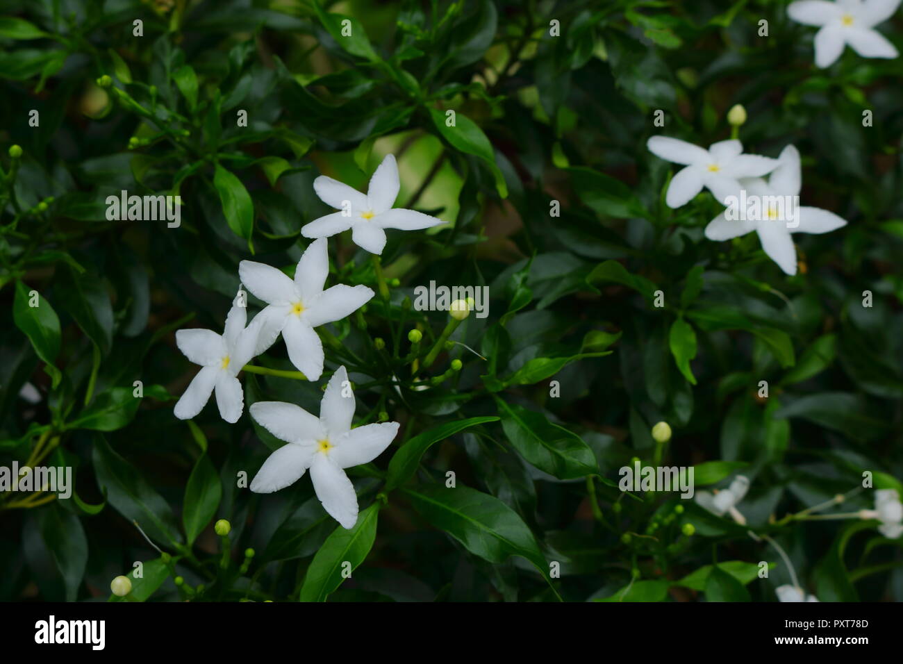 Gardenia tree hires stock photography and images Alamy