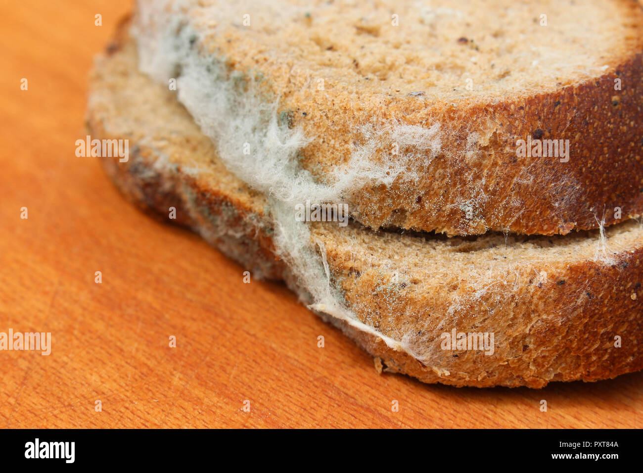 https://c8.alamy.com/comp/PXT84A/the-old-black-mold-on-the-bread-spoiled-food-mold-on-food-PXT84A.jpg