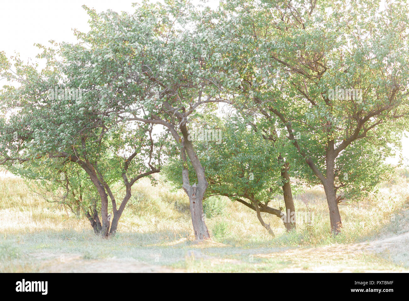 Meadow group trees hi-res stock photography and images - Alamy