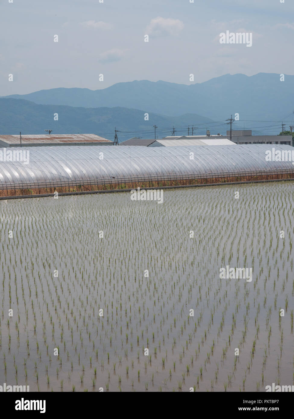 Rice seedlings in flooded  field, plastic tunnel house, roofs and power lines, the far blue hills, Higashi, Kagawa, Japan Stock Photo
