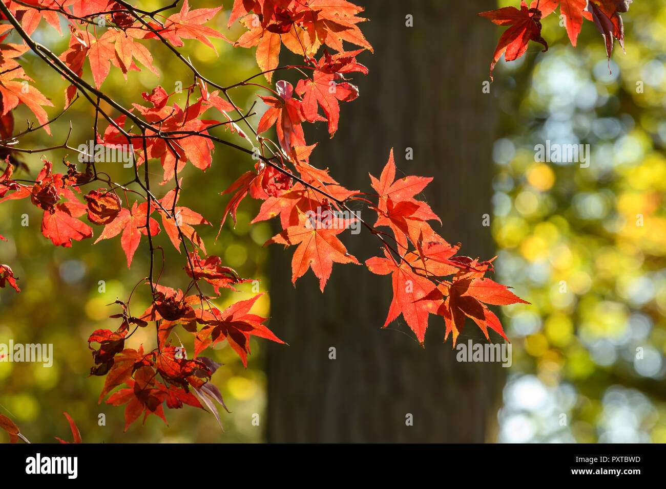 Red and golden colours hi-res stock photography and images - Alamy