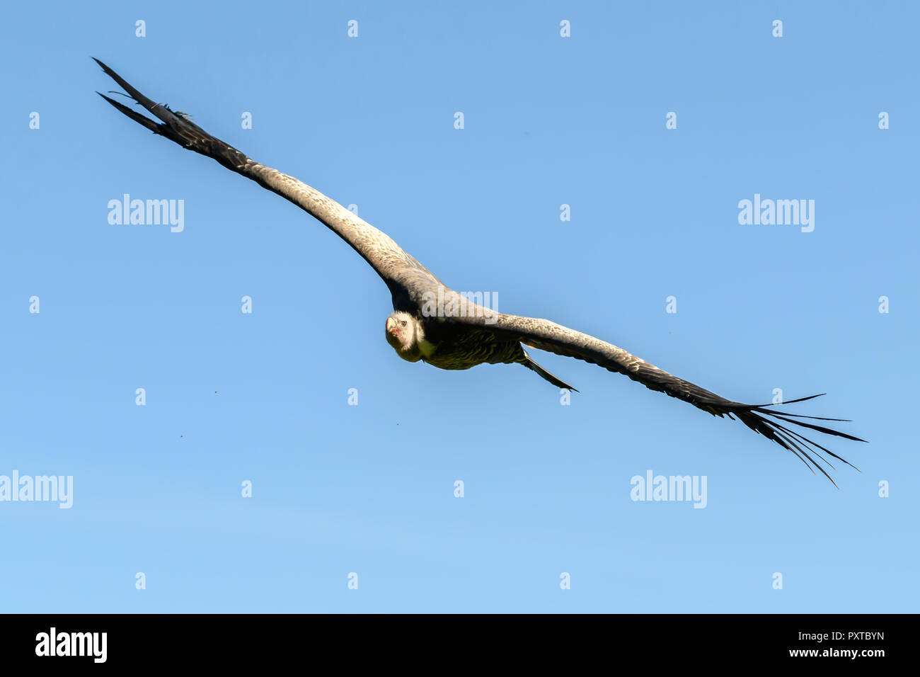 Vulture Bird Stock Photo