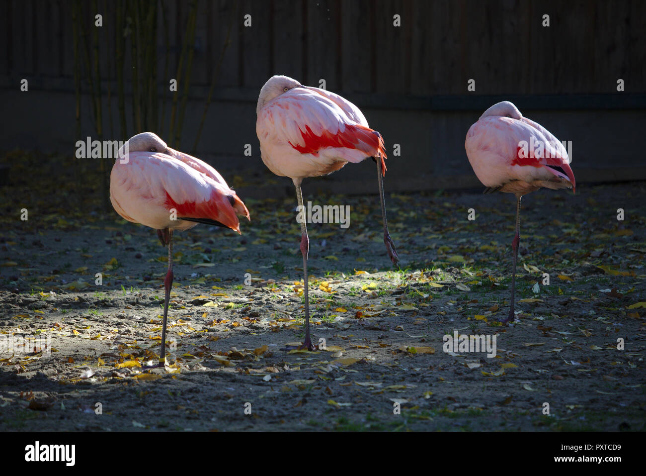 Three pink flamingos standing on one leg and resting with the head tucked under a wing Stock Photo