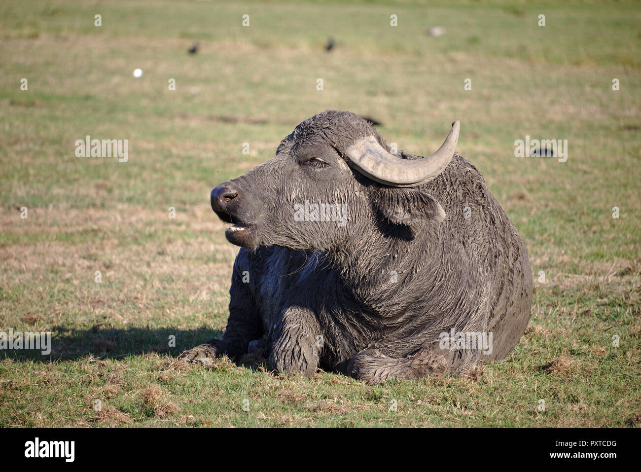 Water buffalo lying on a green pasture Stock Photo