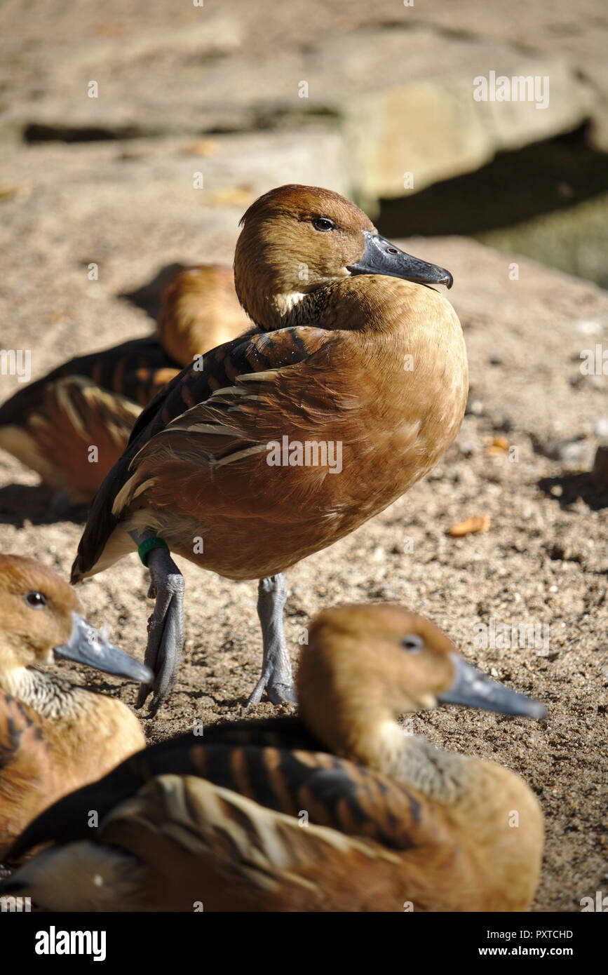 West Indian whistling ducks on the beach Stock Photo