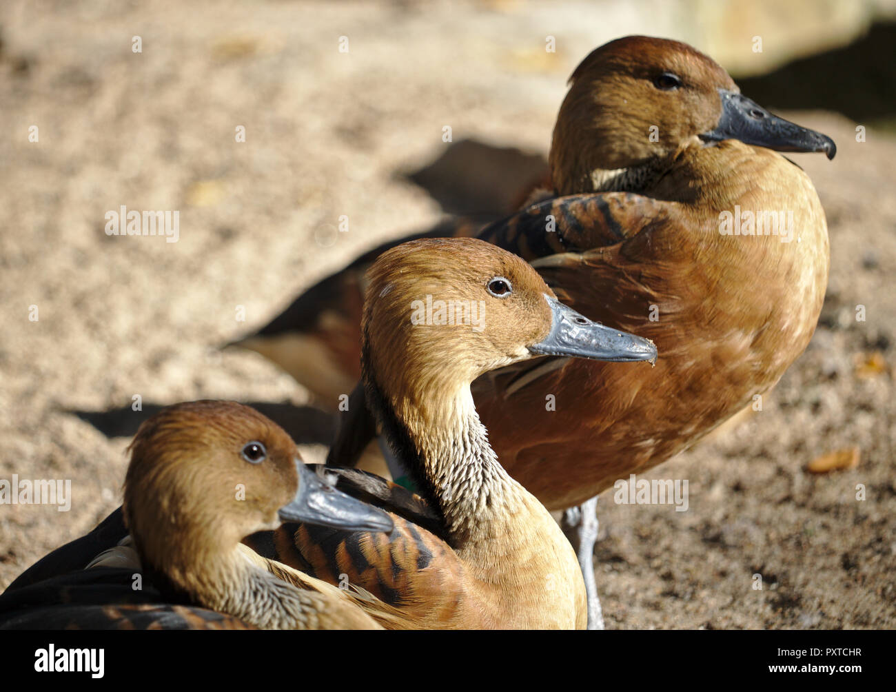 Three West Indian whistling ducks sitting on a beach Stock Photo