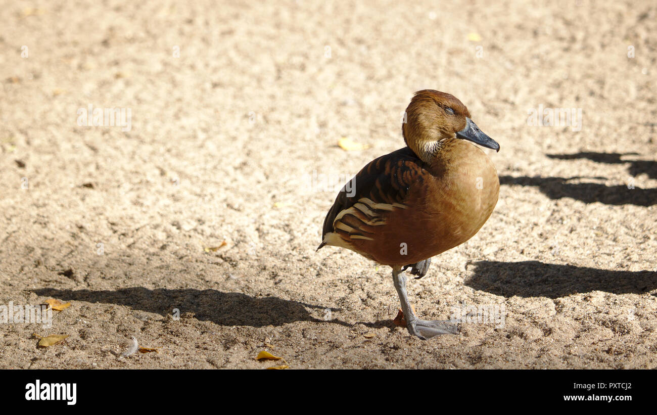 West Indian whistling duck standing on a beach on one leg while sleeping Stock Photo