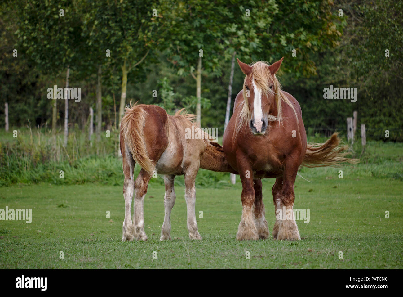 Schleswig coldblood horse feeding its foal on a green pasture Stock