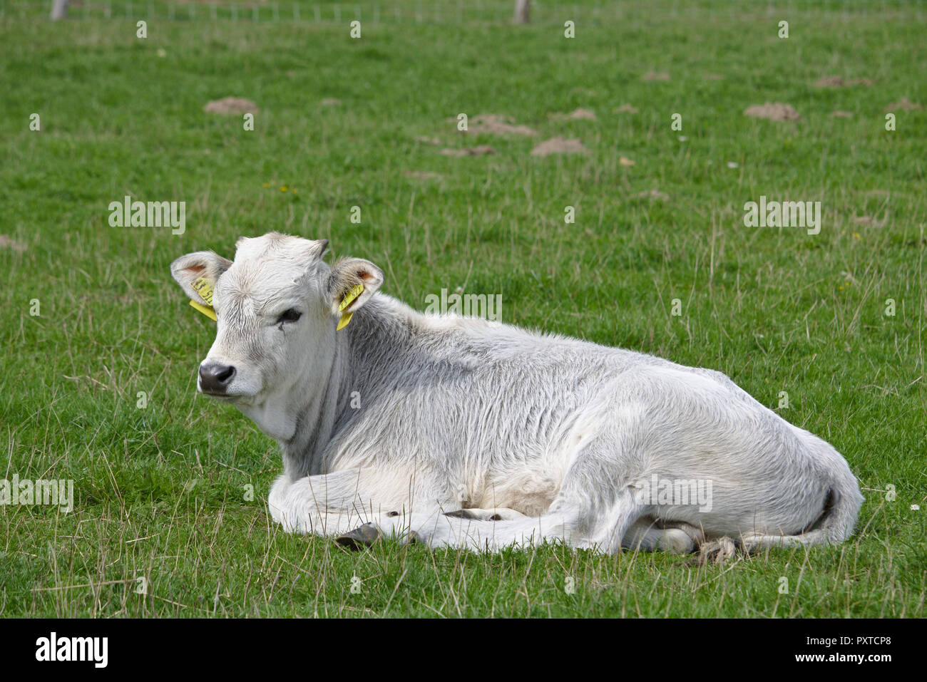 Portrait of a white calf lying on a green pasture Stock Photo