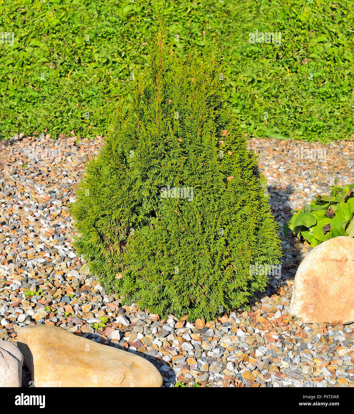 Juniper is an attractive coniferous evergreen cone-shaped decorative plant for garden or park decoration and landscape design. Juniper in rocky garden Stock Photo