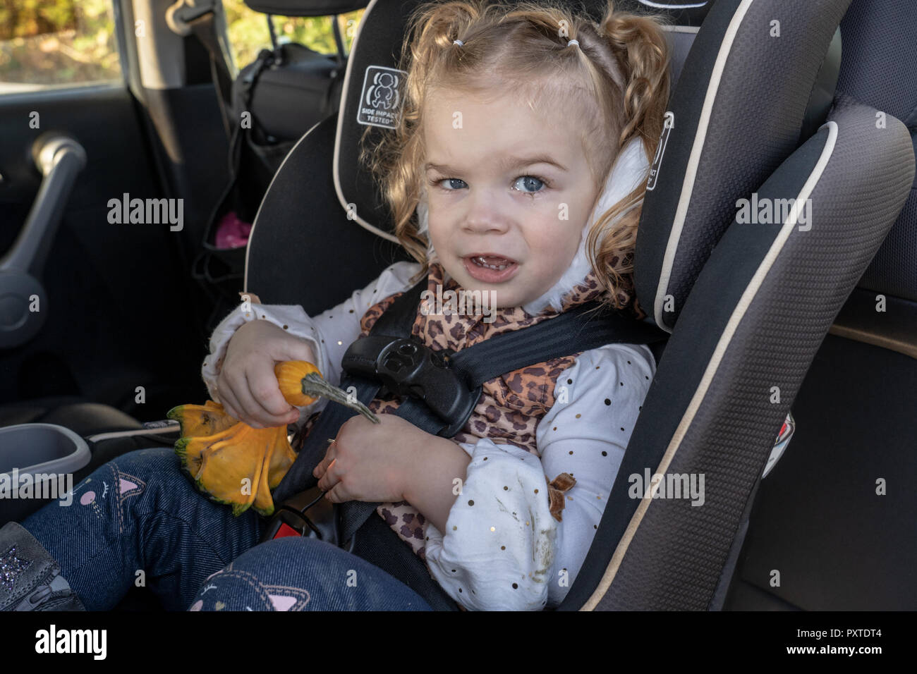 pumpkin car seat
