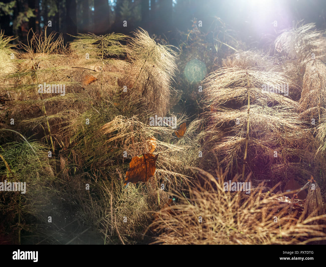 Morning sunlight backlighting wood horsetail plants Stock Photo