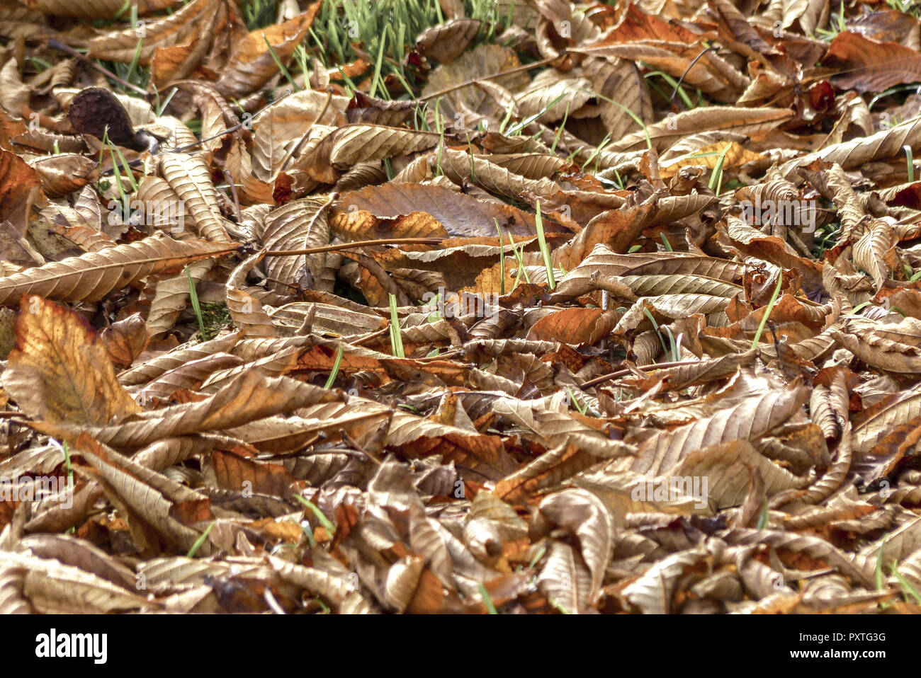 Herbstlaub am Boden, Autumn leaves on the ground, autumn, harvest, fall, leaves, foliage, beech leaves, season, colorful, detail, faded, variety, colo Stock Photo