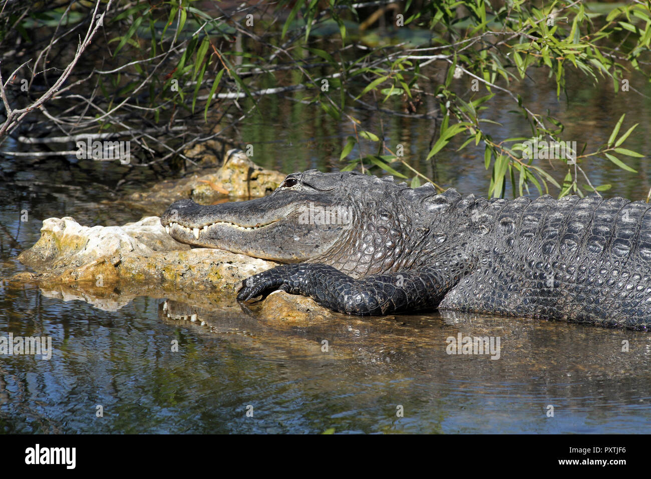 Sunning Alligators High Resolution Stock Photography and Images - Alamy