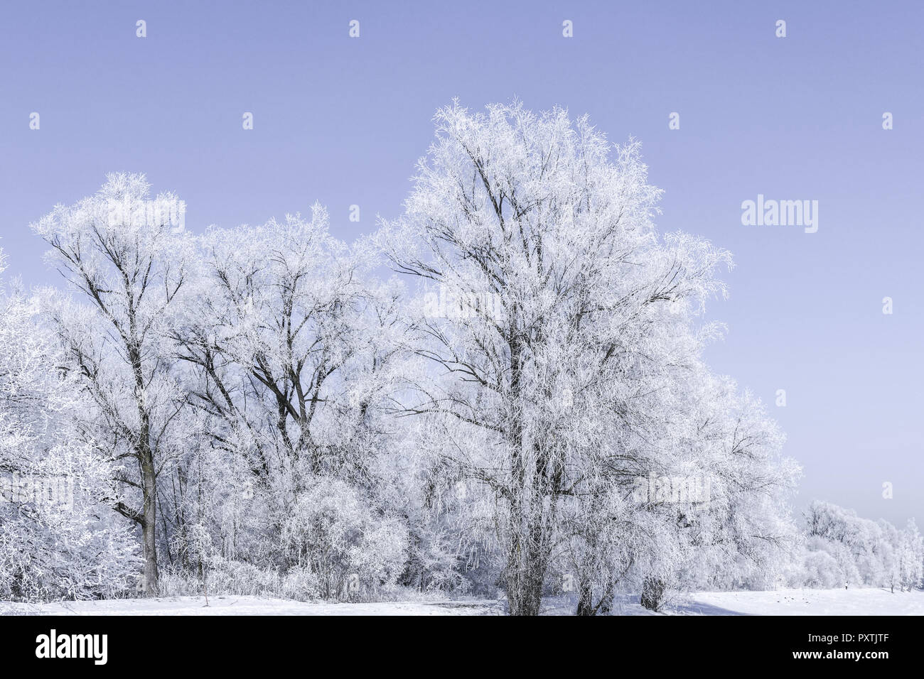 Raureif auf Bäumen an einem kalten Wintertag, Oberbayern, Bayern, Deutschland Stock Photo