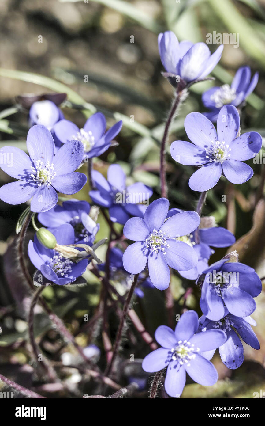 Blühende Leberblümchen im Frühling, Hapatica Nobilis..Liverleaf Violet Forest Flower..Beauty, Blossom, Blue, Brown, Closeup, Color, Detail, Flora, Flo Stock Photo