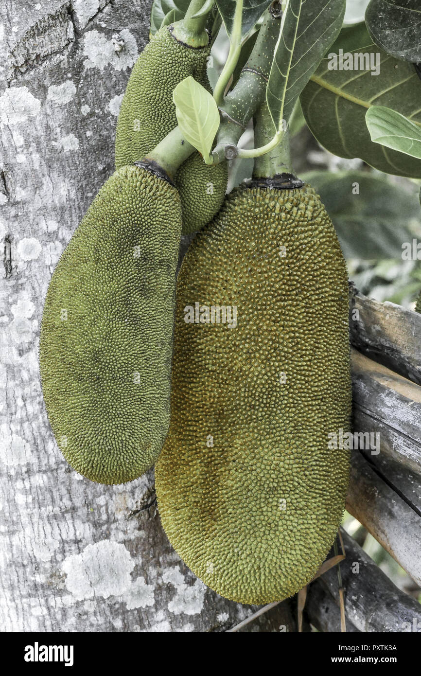 Jackfruit on the Tree, Plantation Stock Photo Alamy